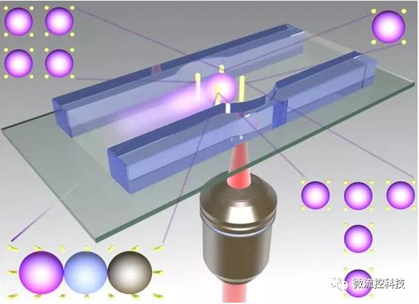 图1 实时飞秒激光双光子光刻用于100%颗粒或细胞捕获