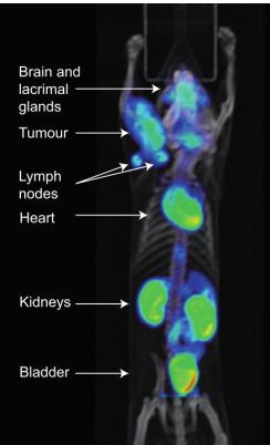 体内使用的微流体反应器合成的PET放射性示踪剂的微CT图像（在小鼠中）。Lee等人的图片 “使用集成微流体的放射性标记成像探针的多步合成”。