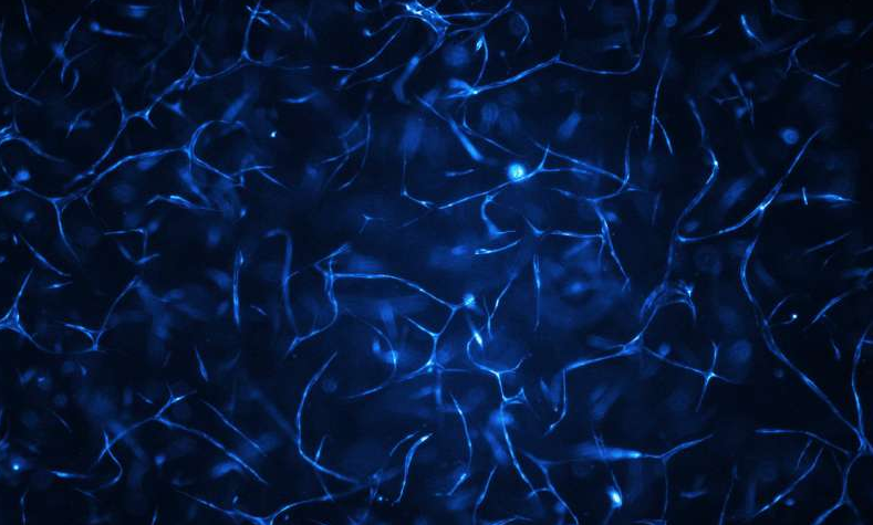 人体血管系统生长在生物芯片上。图片来源：维也纳科技大学